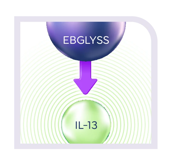 ebglyss_IL-13